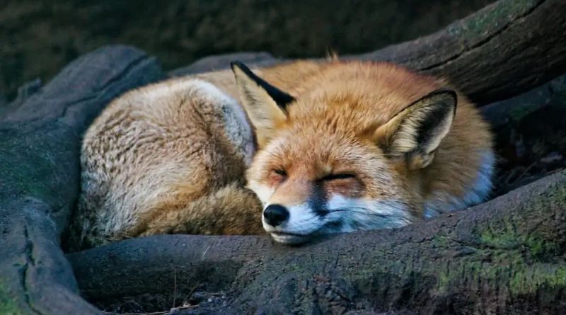 Fox Names: Exploring the Fascinating World of Fox Nomenclature