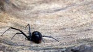 Should I Kill a Black Widow Spider?